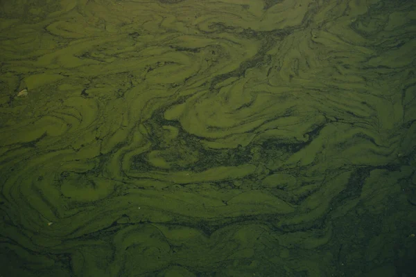 Manchas verdes no lago de água como papel de parede — Fotografia de Stock