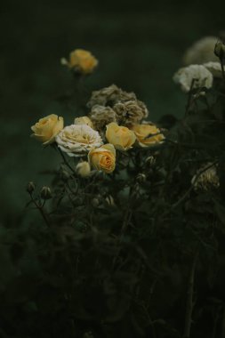 Sisli bir sabahta sarı güller çalısı