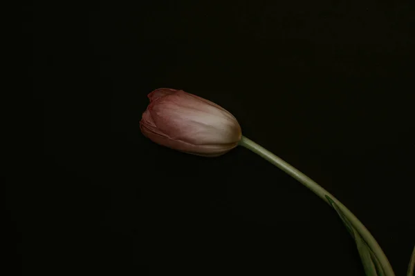 Graceful white pink tulip on black background — Stock Photo, Image