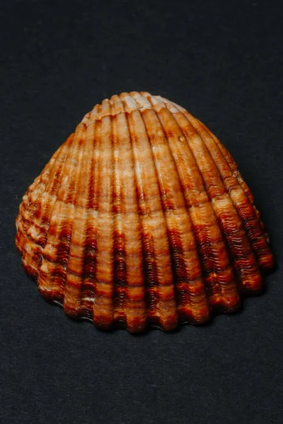 Close up. sea shell on black background — Stock Photo, Image