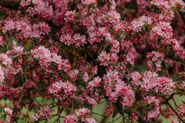 Bahar. Çiçekli sakura ağacı. pembe çiçekler