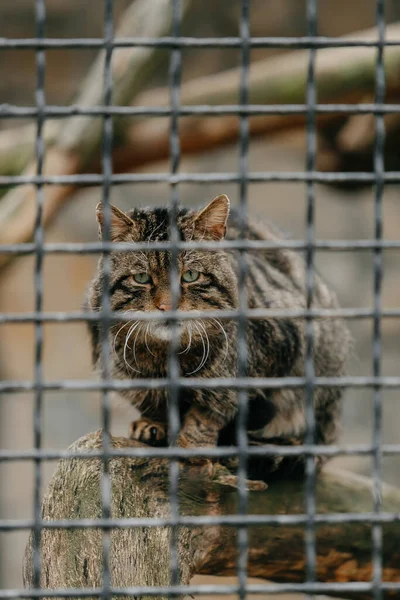 Gato selvagem triste na jaula. animais do jardim zoológico — Fotografia de Stock