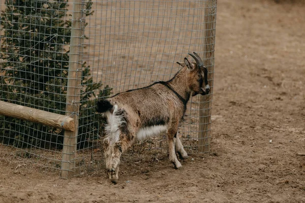 Söt liten brun get på zoo — Stockfoto