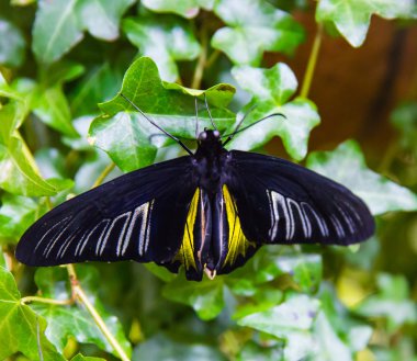Güzel kelebek üzerinde büyük bir yaprak oturur