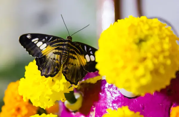 Piękny motyl siada na kwiat — Zdjęcie stockowe