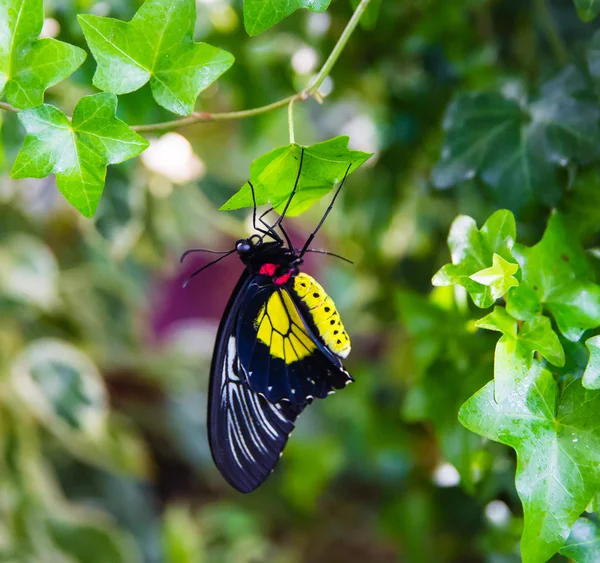 Schöner Schmetterling sitzt auf einem großen Blatt — Stockfoto