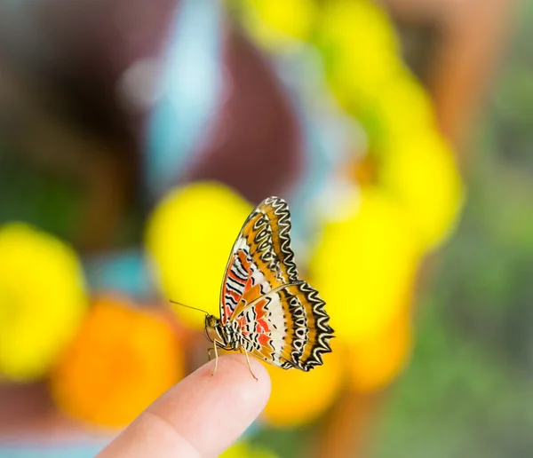 Kolor motyl siada na palec — Zdjęcie stockowe