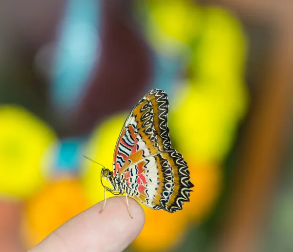Der farbige Schmetterling sitzt auf einem Finger — Stockfoto