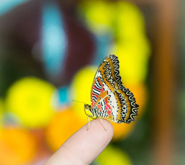 彩色蝴蝶坐在手指上 — 图库照片
