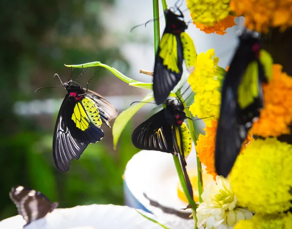 Piękny motyl siada na kwiaty — Zdjęcie stockowe