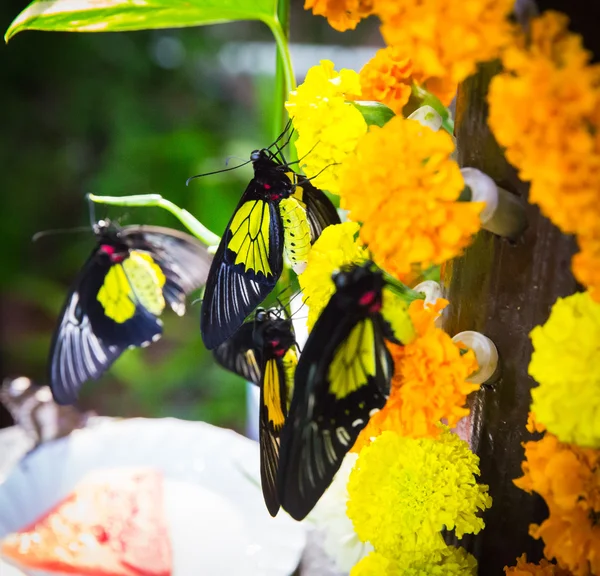 美丽的蝴蝶坐在花上 — 图库照片
