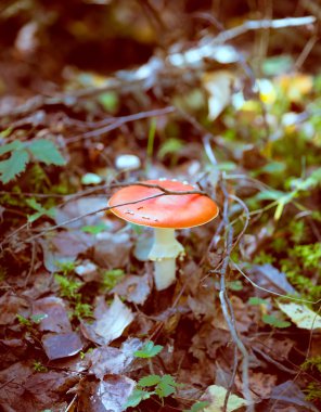 ormanda güzel kırmızı agaric 