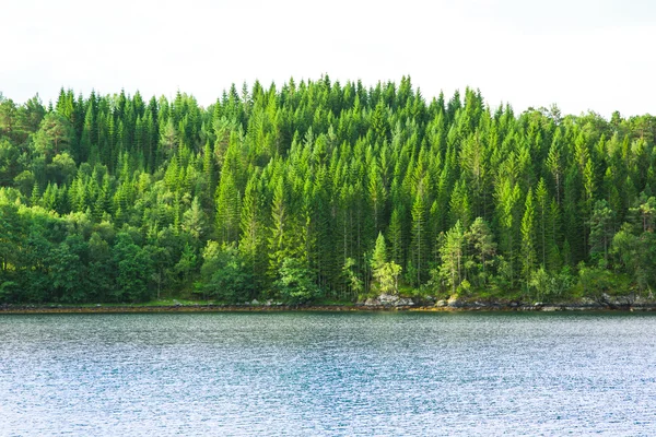 iğne yapraklı orman fiyort kayalık kıyısında