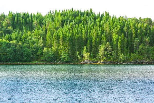 Iglastego lasu na skalistym brzegu fiordu — Zdjęcie stockowe