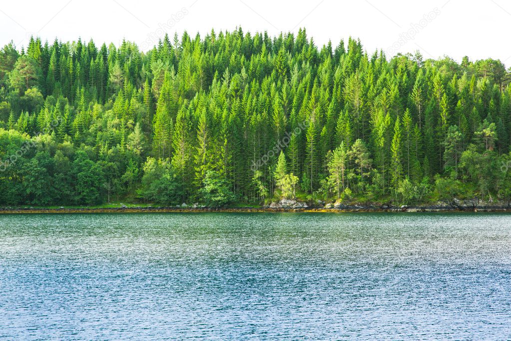 coniferous forest on the rocky shore of fjord