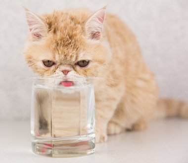 komik kedi doğurmak egzotik içecek su 