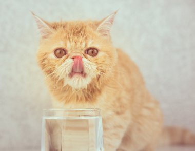 komik kedi doğurmak egzotik içecek su 