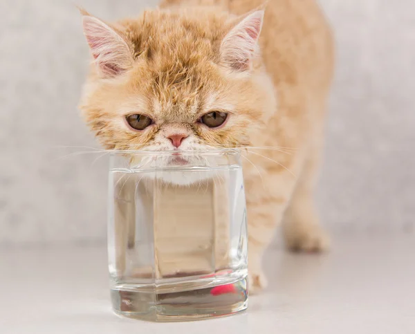 funny cat breed Exotic drinks water