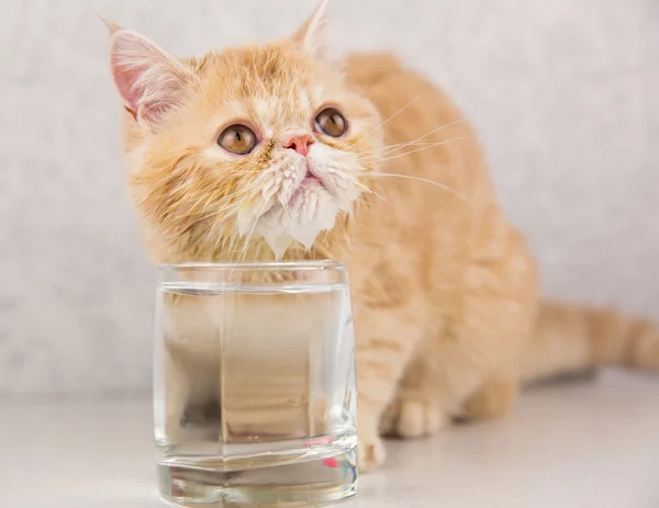 komik kedi doğurmak egzotik içecek su