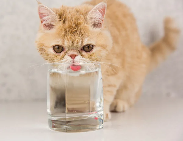 Vicces macska tenyészt egzotikus italok-víz — Stock Fotó