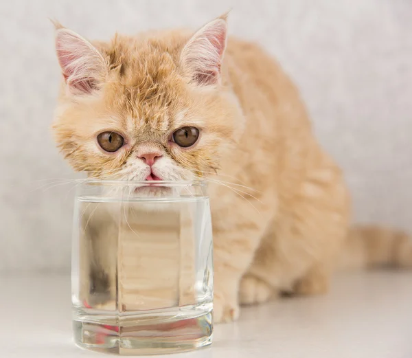 funny cat breed Exotic drinks water