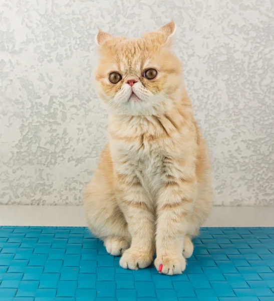 güzel kedi doğurmak egzotik oturma ve poz 