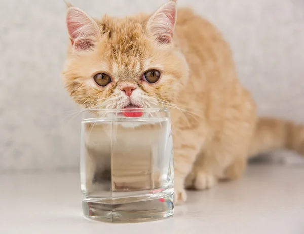 Lustige Katzen züchten exotische Getränke Wasser lizenzfreie Stockbilder