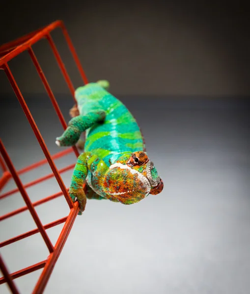 Pantera Chameleon è in posa per la fotocamera — Foto Stock