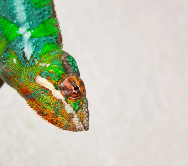 Panther Chameleon is posing for the camera — Stock Photo, Image
