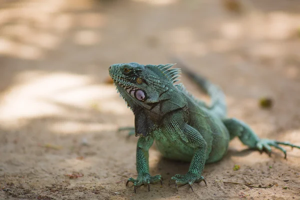 Grande iguana verde e bonita — Fotografia de Stock