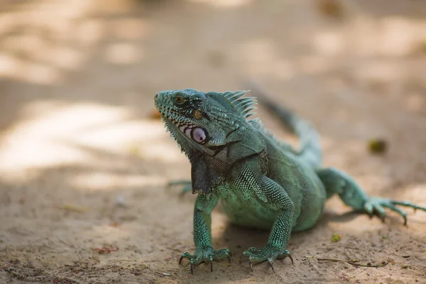 Großer grüner und schöner Leguan — Stockfoto