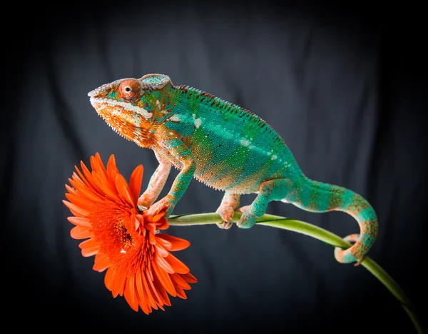 Panther Chameleon sits on a flower — Stock Photo, Image