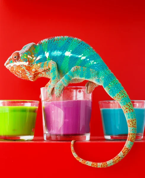 Camaleão senta-se em velas — Fotografia de Stock