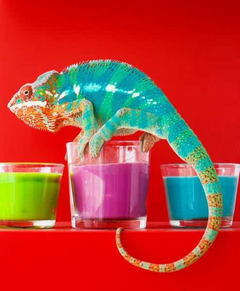 Camaleão senta-se em velas — Fotografia de Stock