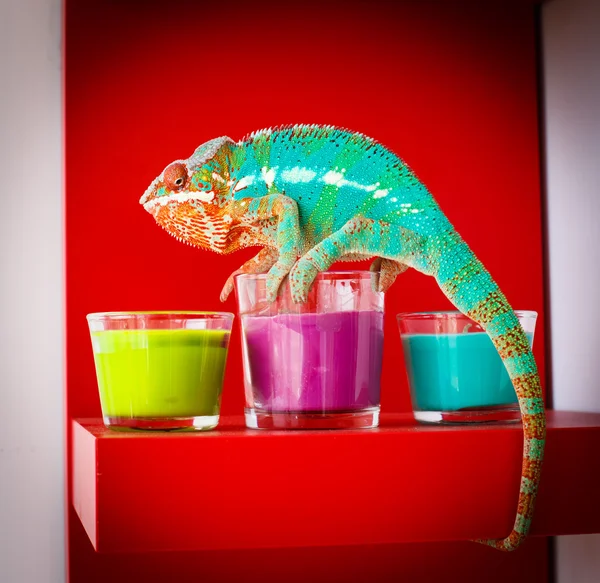 Хамелеон сидить на свічки — стокове фото