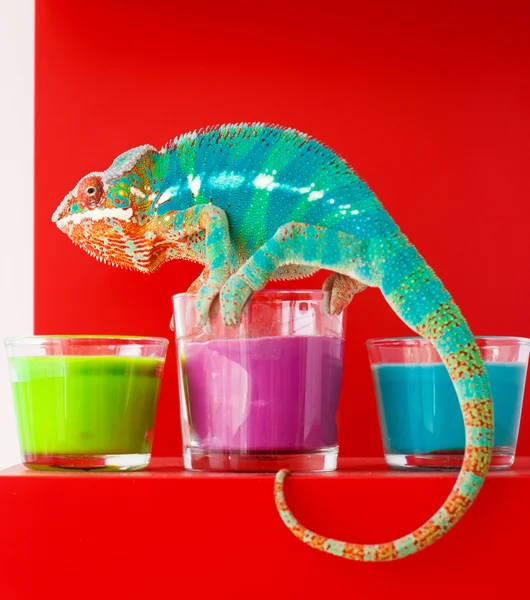 Bukalemun mum oturur