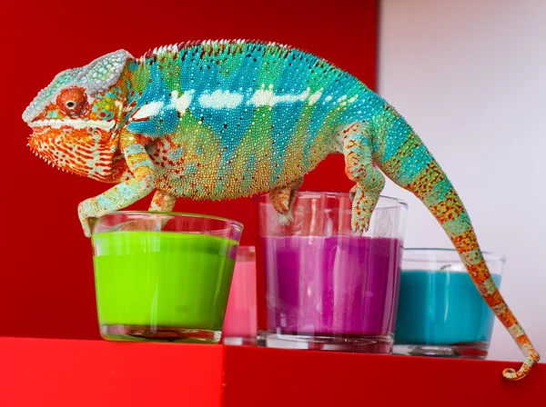 Camaleão senta-se em velas — Fotografia de Stock