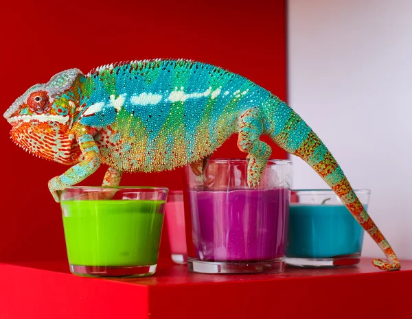 Bukalemun mum oturur