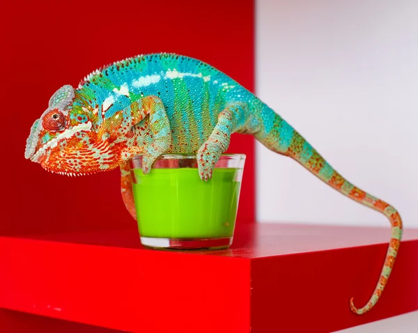 Kameleon siedzi na świece — Zdjęcie stockowe