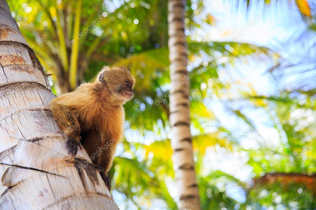 the monkey sits on a tree trunk