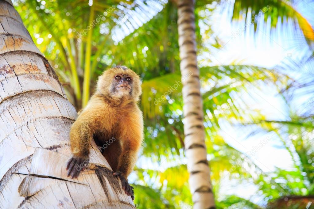 the beautiful monkey sits on a tree trunk