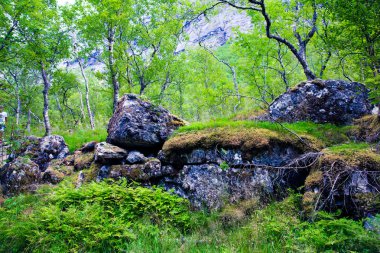 Peri yeşil orman Norveç'te