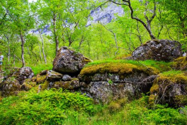 Peri yeşil orman Norveç'te