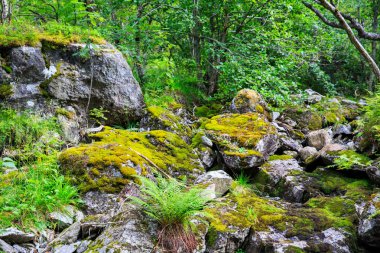 Peri yeşil orman Norveç'te 