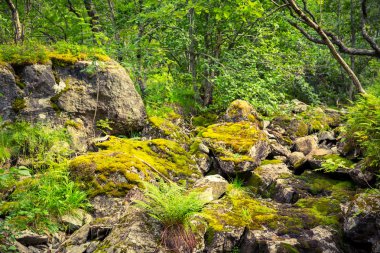 Peri yeşil orman Norveç'te 