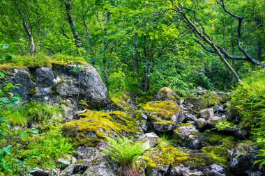 Peri yeşil orman Norveç'te 