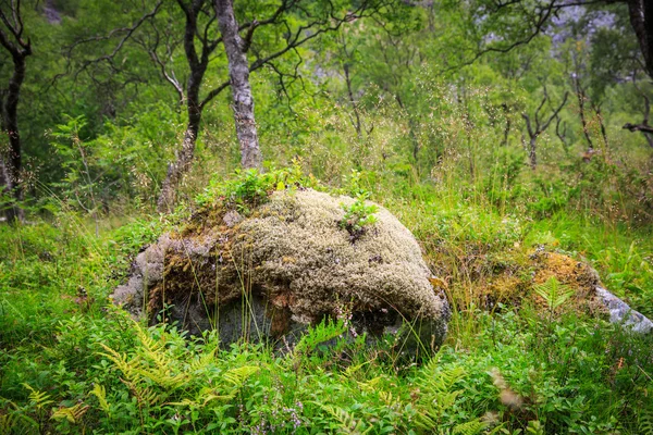 Forêt verte de fées en Norvège — Photo