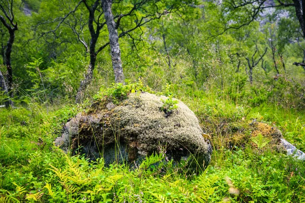 Bosque verde de hadas en Noruega —  Fotos de Stock