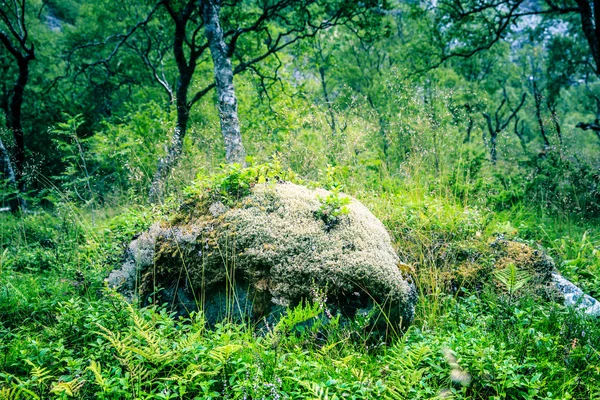 Forêt verte de fées en Norvège — Photo