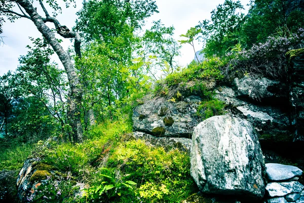 Fairy green forest in Norway — Stock Photo, Image